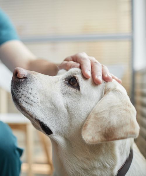 A close-up of a Labrador Retriever being gently petted on the head