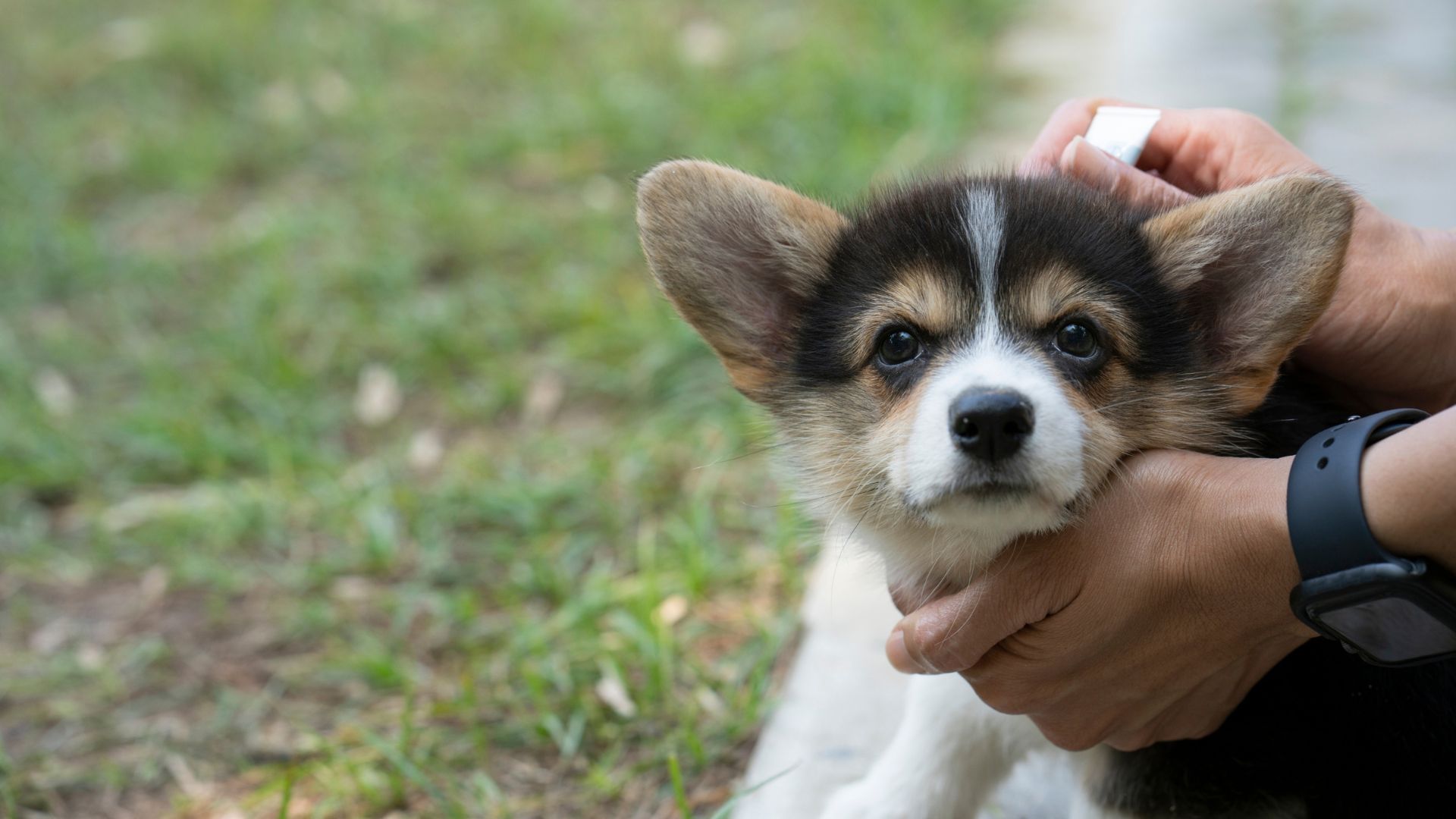 A person applying tick treatment to the neck of a dog