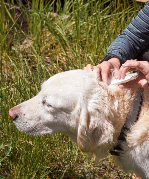 A person applying tick or flea treatment to the neck of a dog