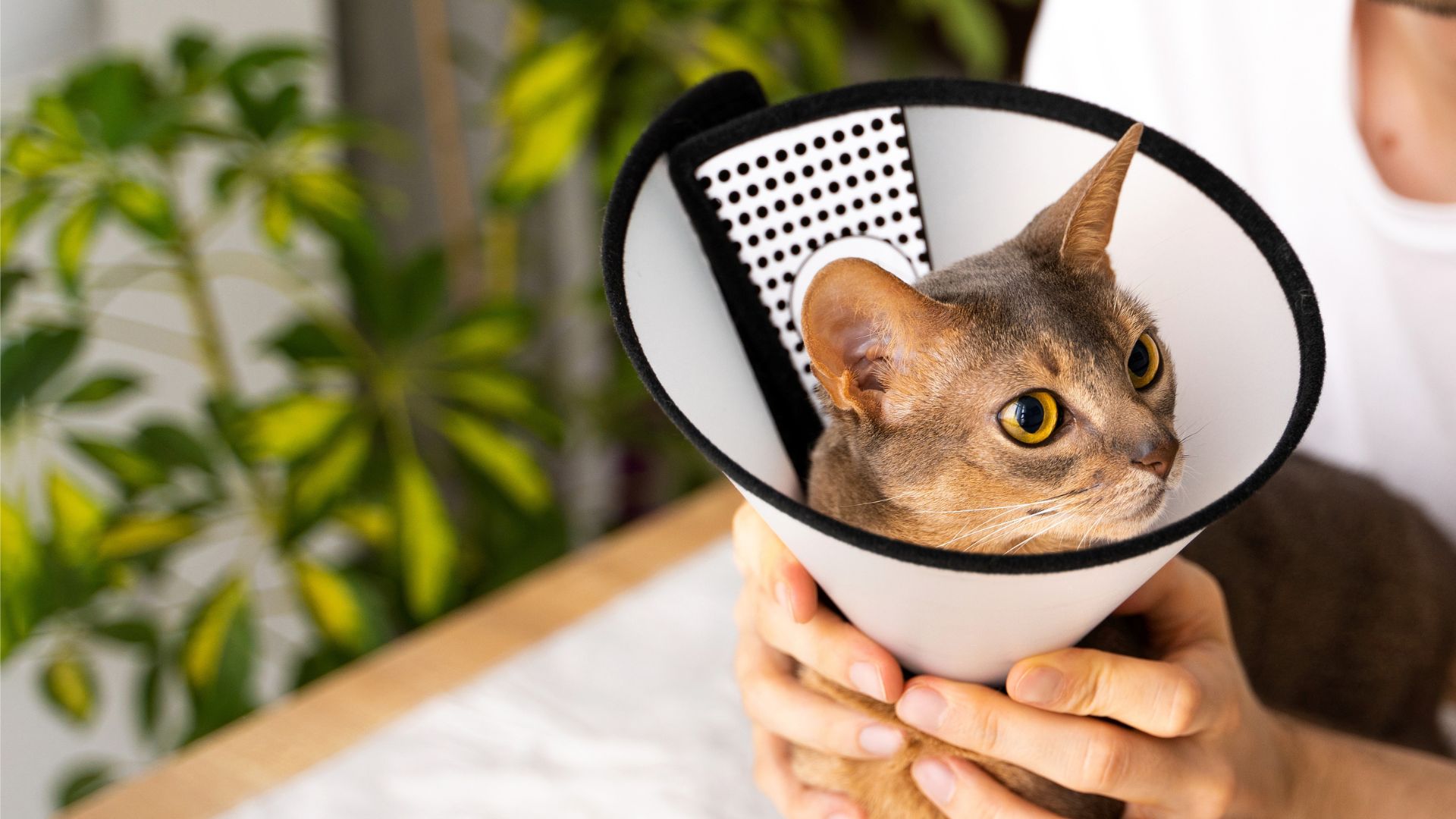 A cat wearing a cone around its head