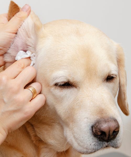 A person gently places a white cotton ball on the ear of a dog