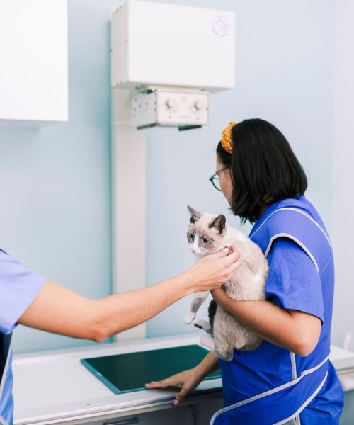 a woman in scrubs is holding a cat