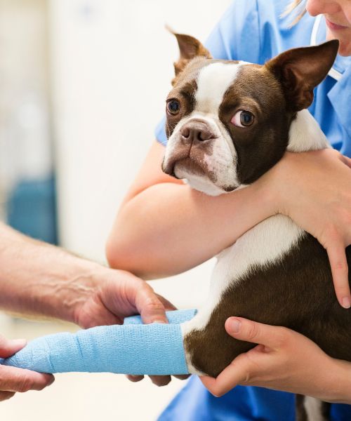 A woman gently holds a dog with a bandaged leg
