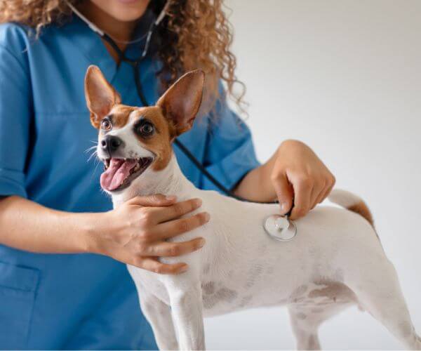 A woman in blue scrubs carefully examines a dog