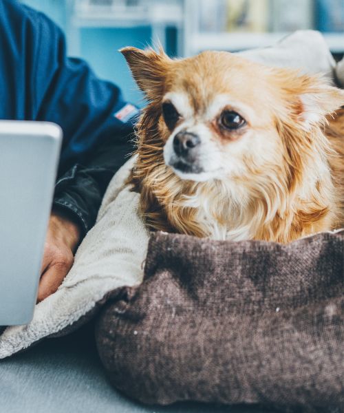 A dog comfortably seated on a bed
